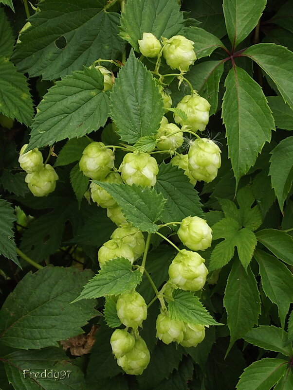 Хмель - Freddy 97