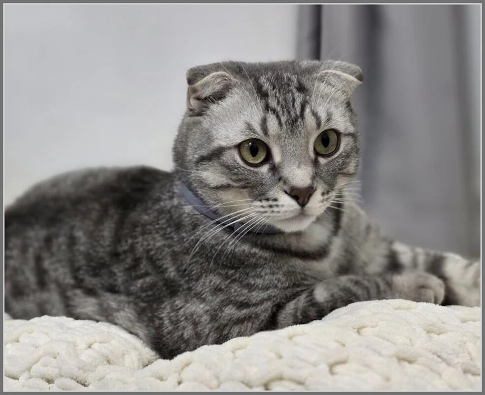 Шалун Боря - Ольга Довженко