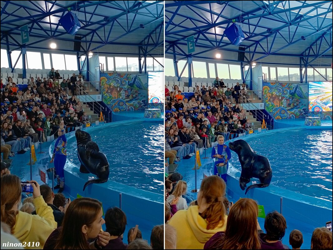 Адлер. Сочи Парк... шоу дельфинов и морских львов - Нина Бутко