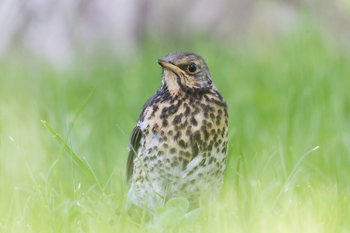 Дроздёныш - Игорь Шевченко