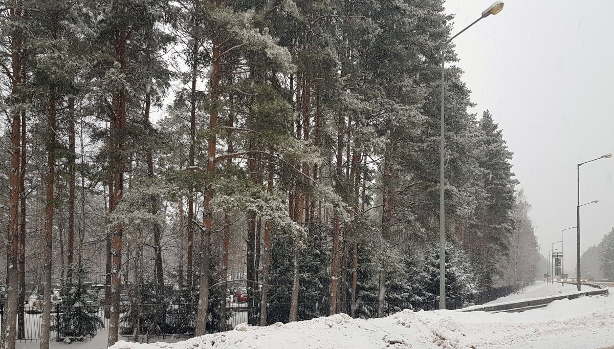 Заметает кругом ,заметает...(3 января 2026г) - Galina Solovova Заметает кругом ,заметает...(3 января 2026г) - Galina Solovova