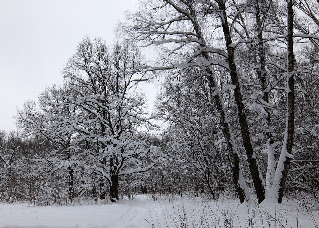 А лес стоит загадочный... - Люба А лес стоит загадочный... - Люба