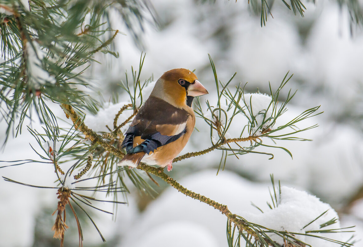 Дубонос . - Sergey (Apg)