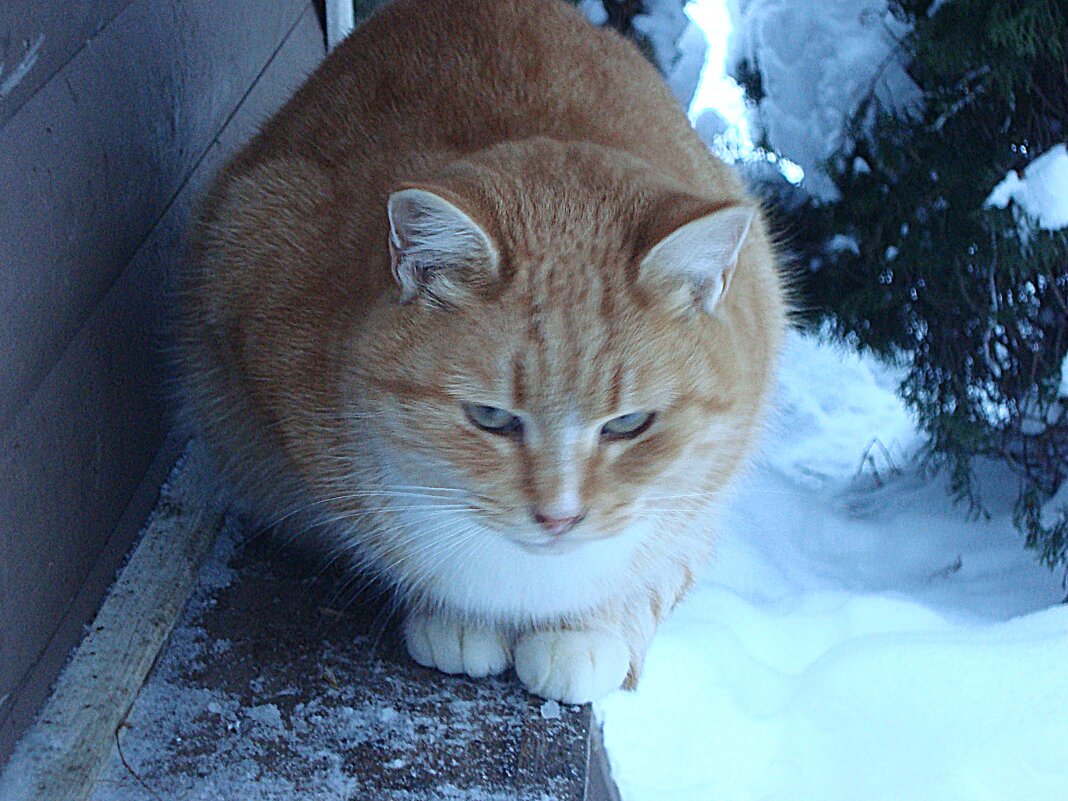 Монастырская кошечка - Лидия Бусурина