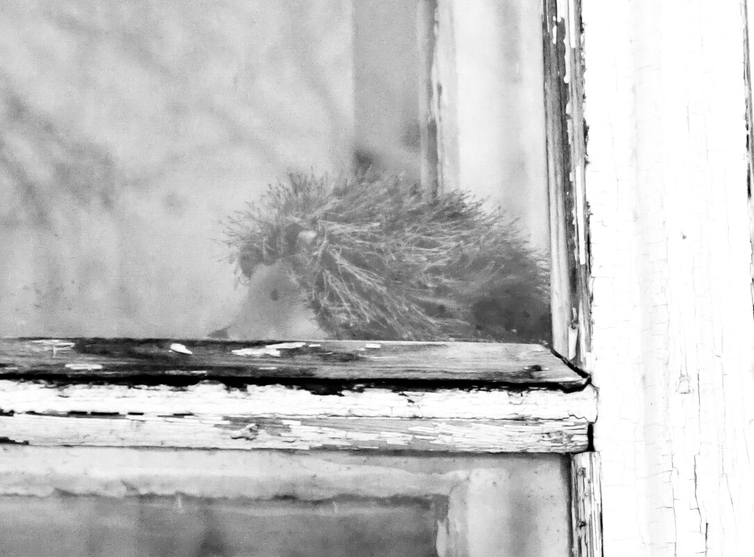 Игрушечный ёжик в окне и между рамами - Mitka90 