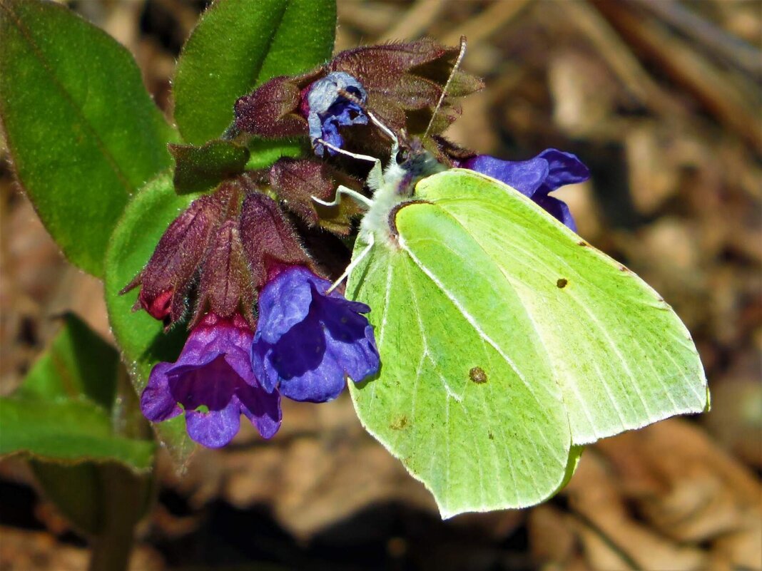 Из весеннего - Ольга Митрофанова