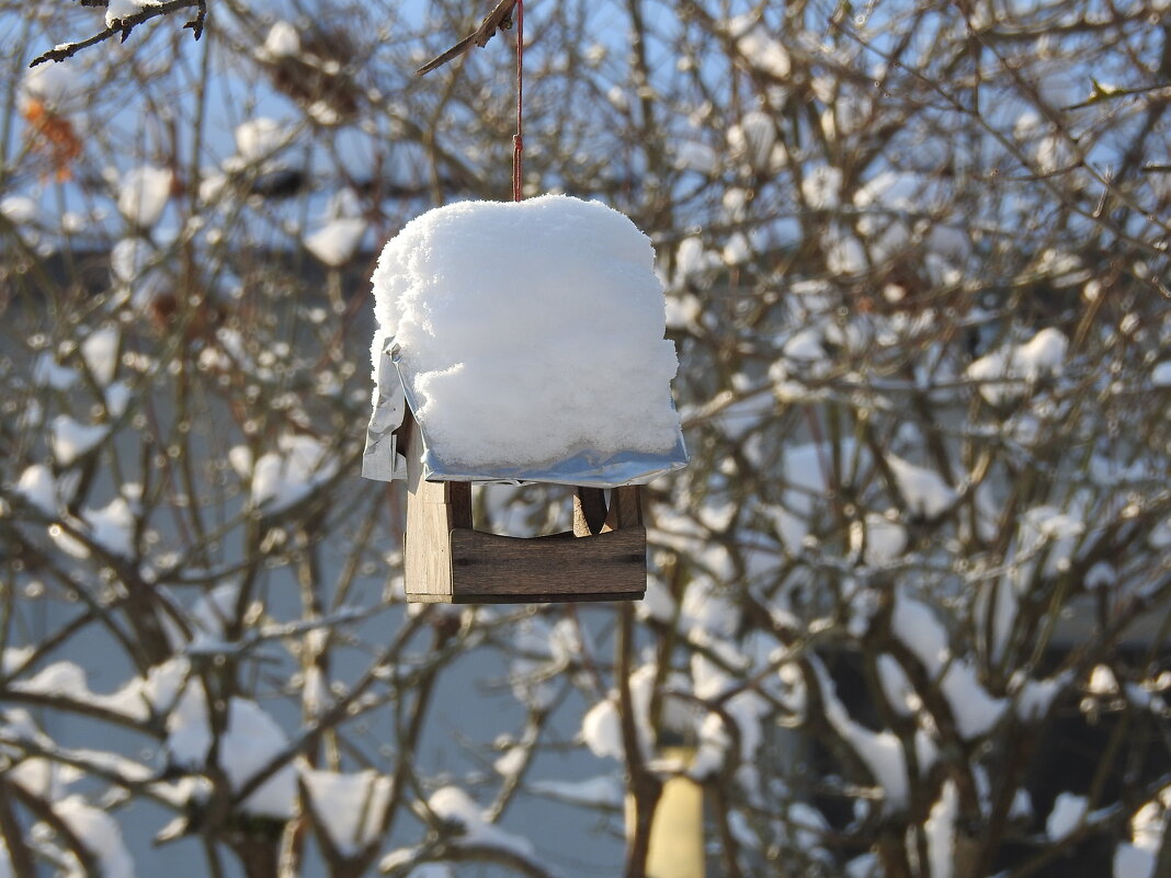 в саду зимой - ИННА ПОРОХОВА