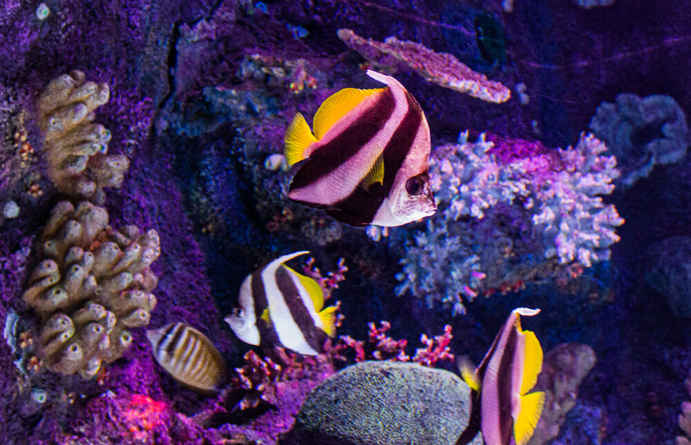 Анталия Аквариум - Светлана SvetNika17 Анталия Аквариум - Светлана SvetNika17