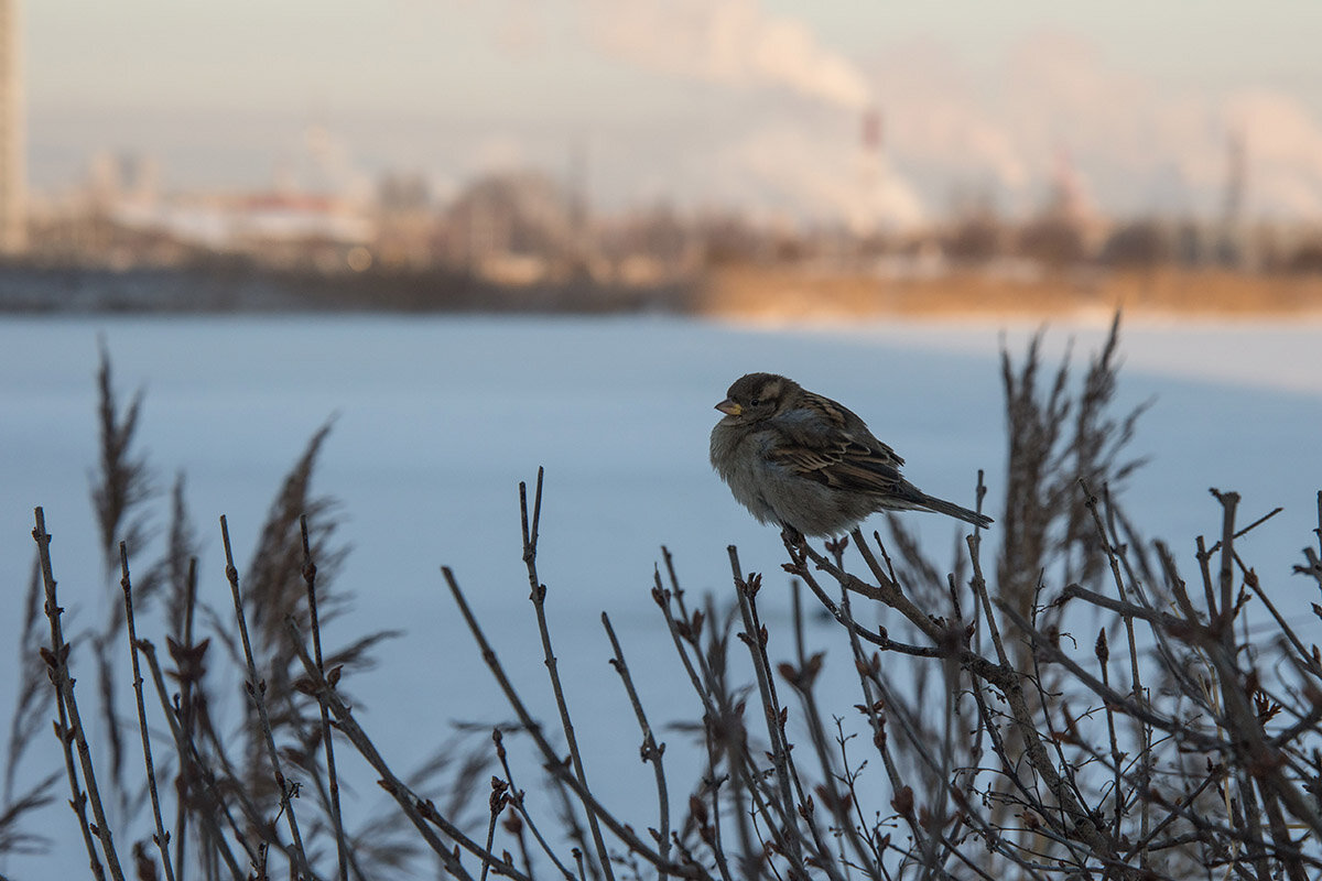 Морозный день 1 января - VL 