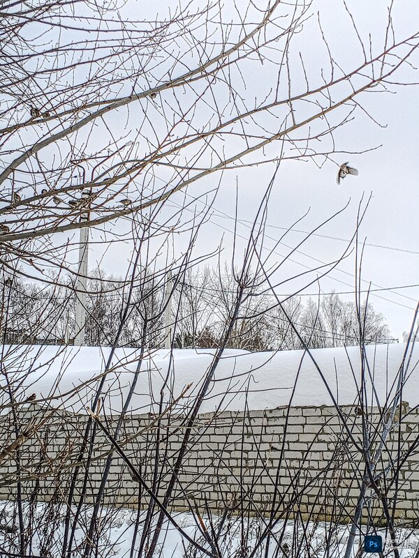 Воробушки зимой - Юлия Денискина