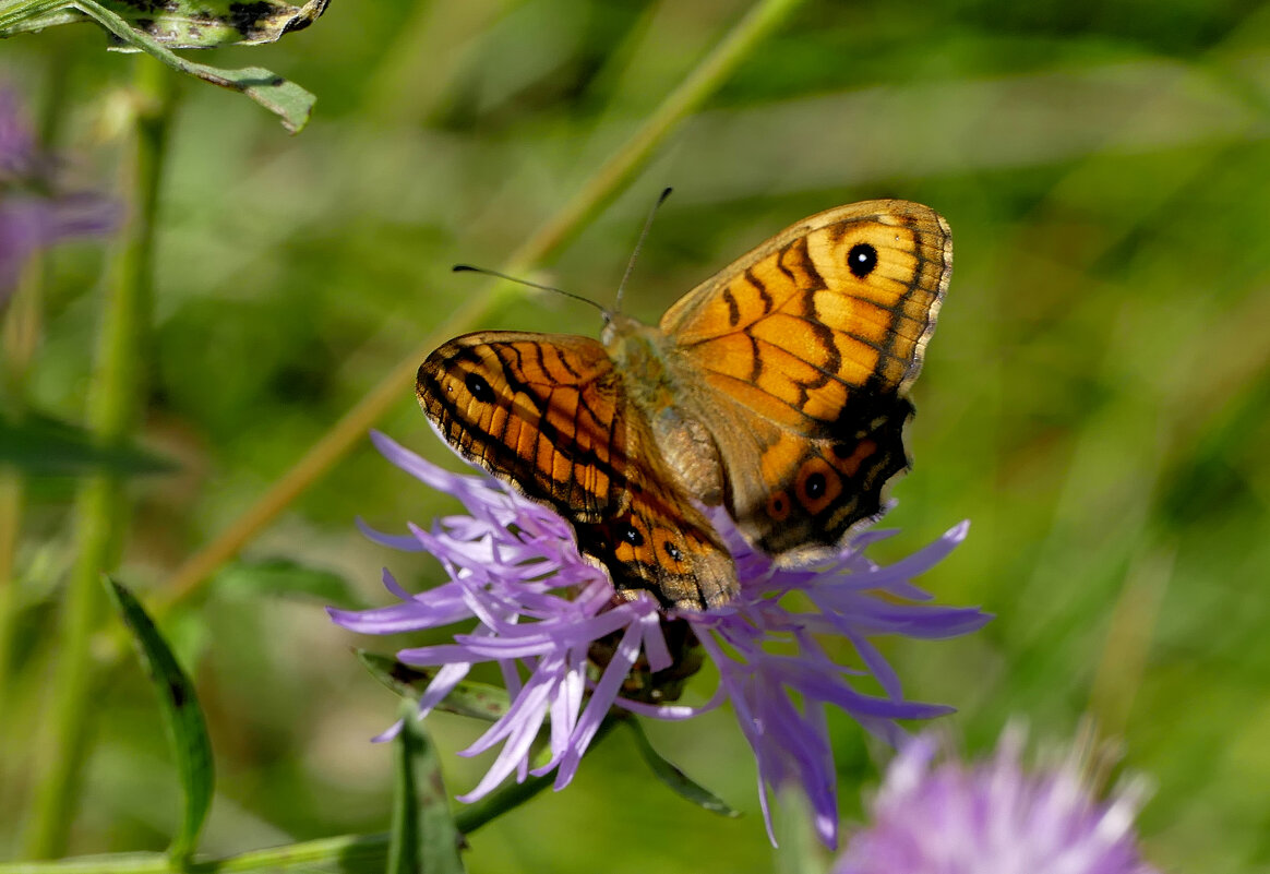 опять про бабочек...307 - Александр Прокудин