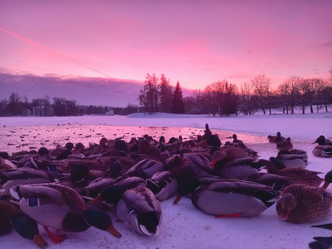Утки на закате - Сапсан 