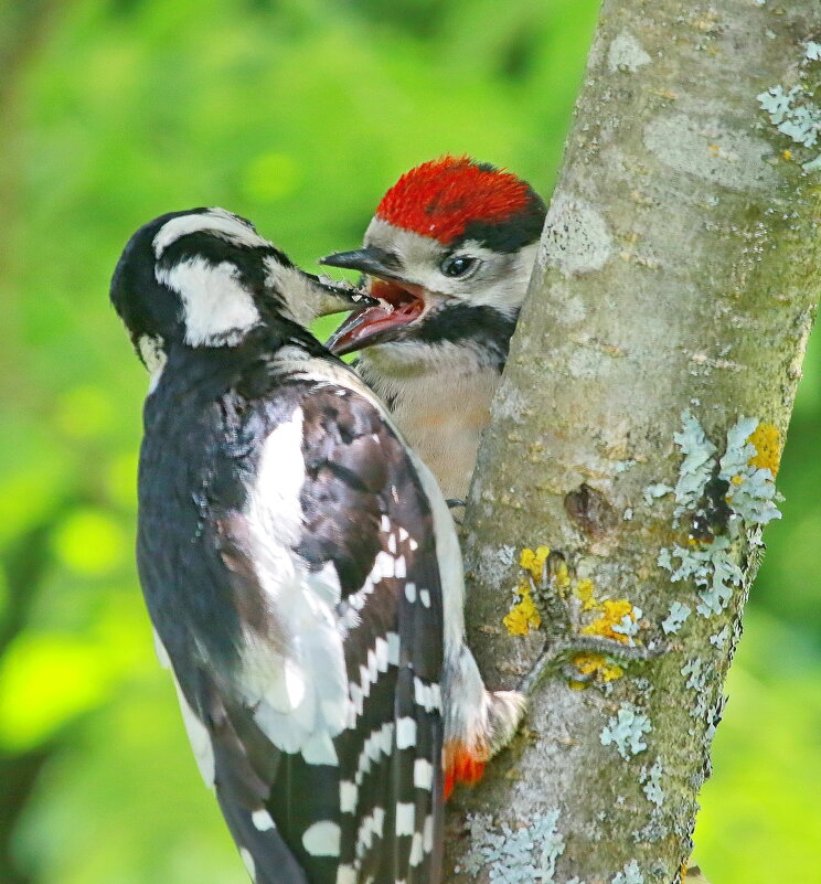 накормить птенца... - Andrey Bragin накормить птенца... - Andrey Bragin