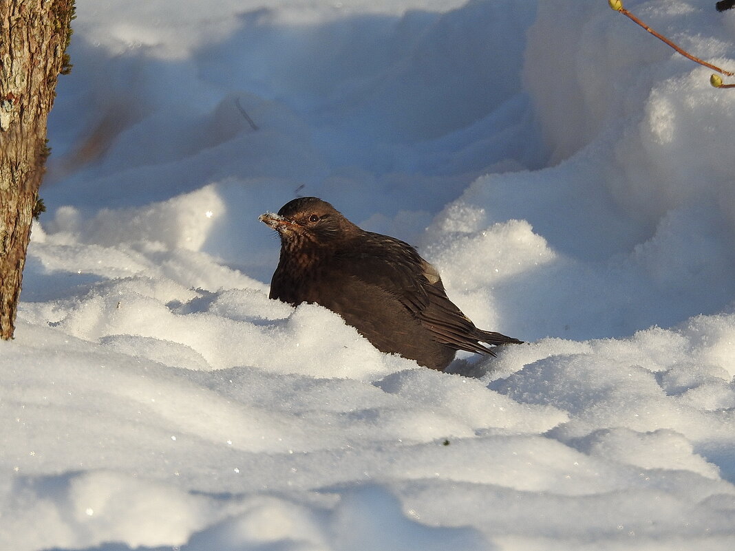 в саду зимой - ИННА ПОРОХОВА