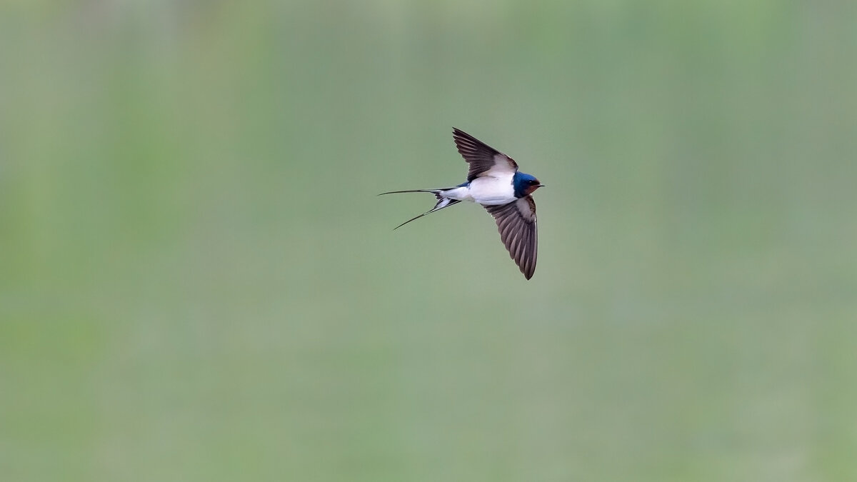 Косатка в полете - Владимир Лазарев
