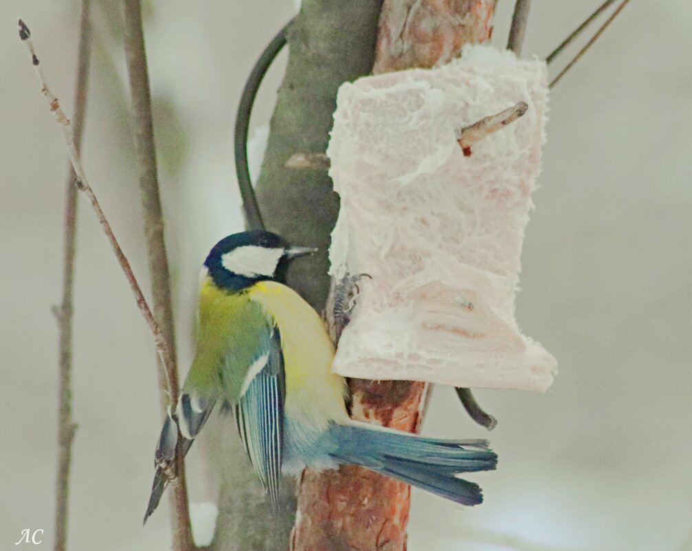 Акробатка - Любовь Сахарова