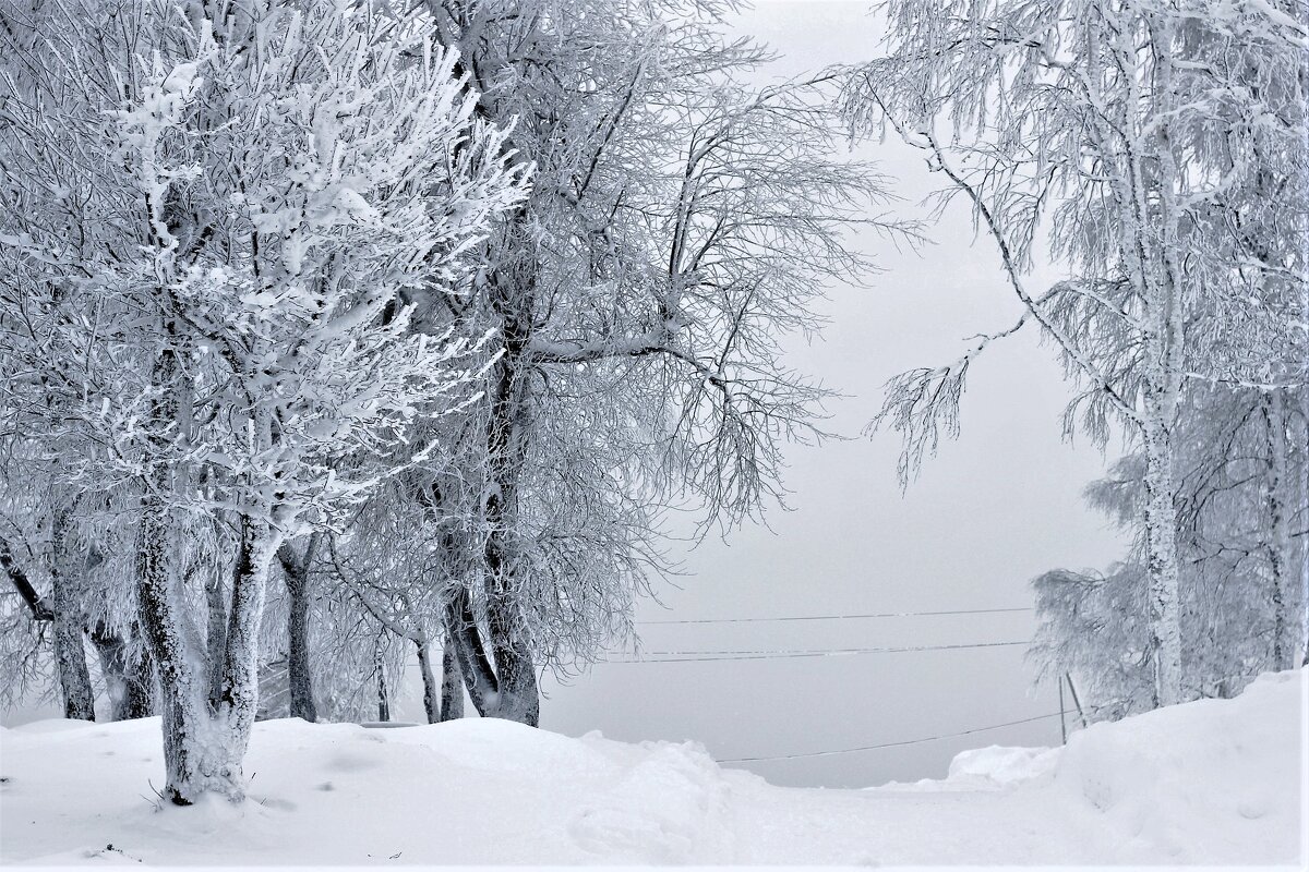 Зима, зима - Лариса С.
