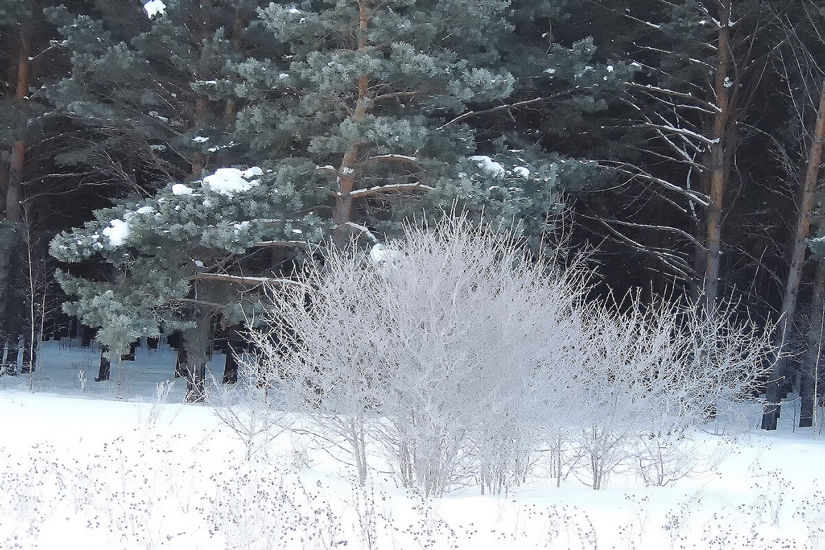 Зимнее очарование - Владимир Кириченко