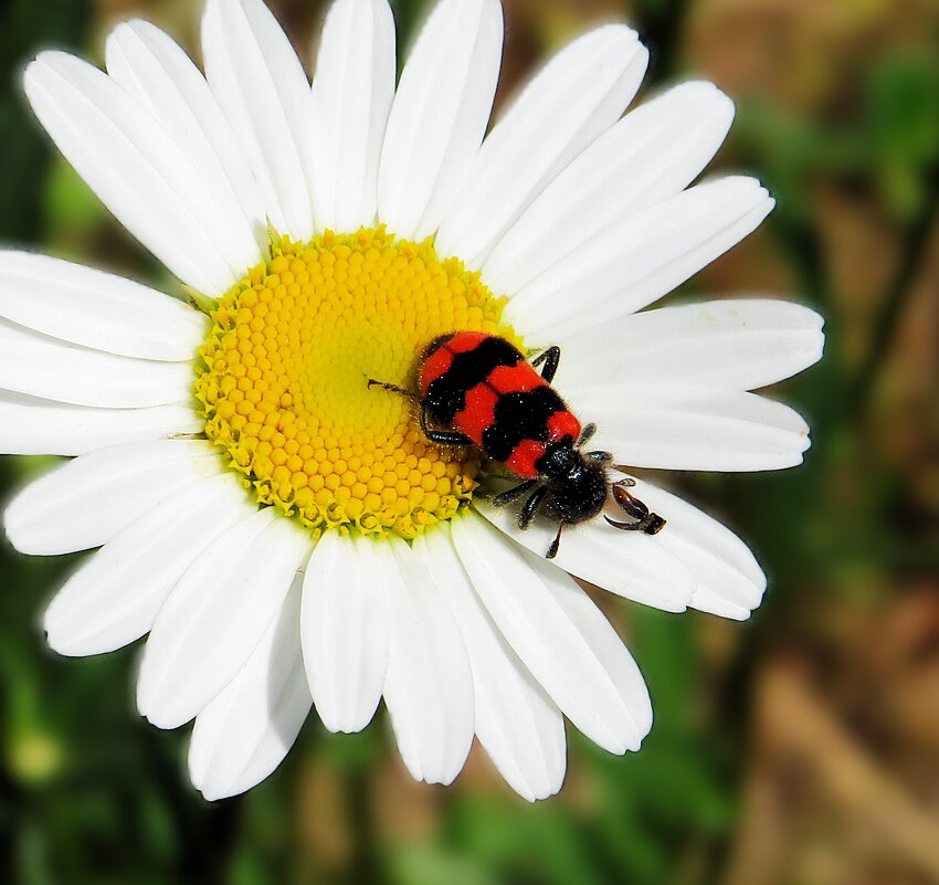 Пестряк пчелиный - Лариса С. Пестряк пчелиный - Лариса С.