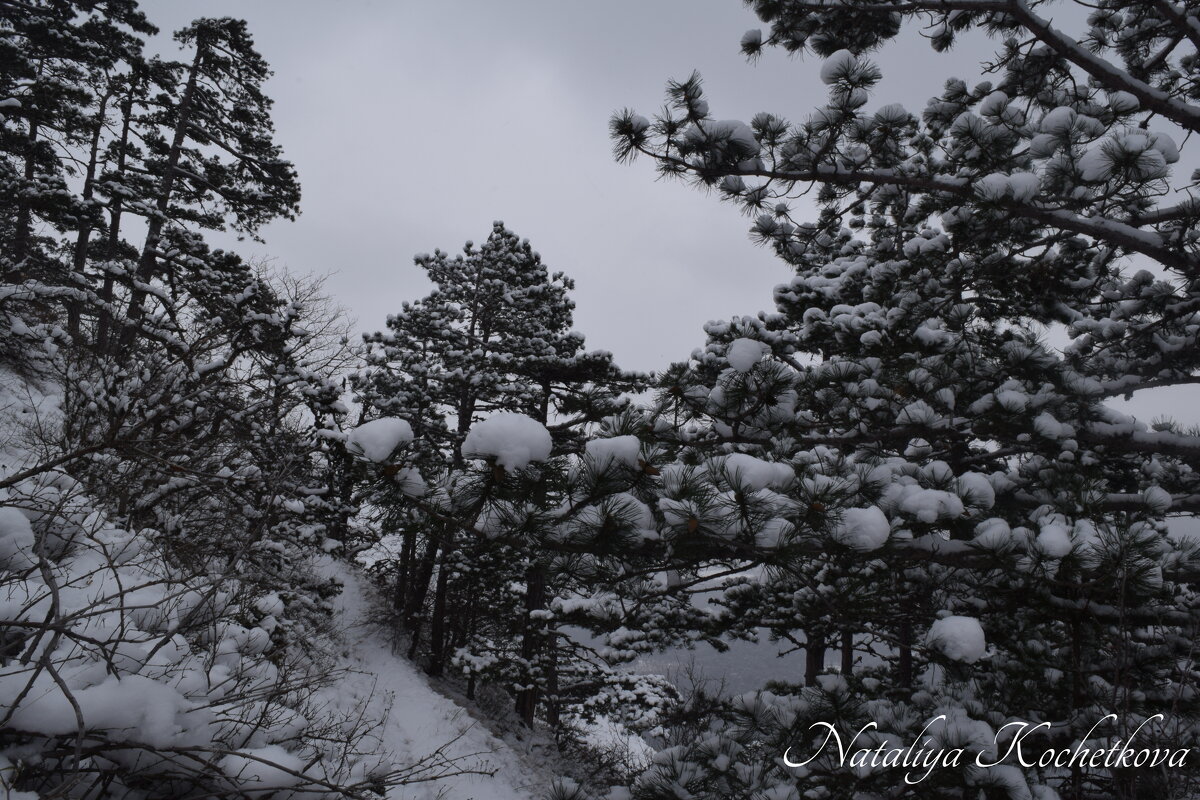 Природа Крыма - Amazing Cosmea