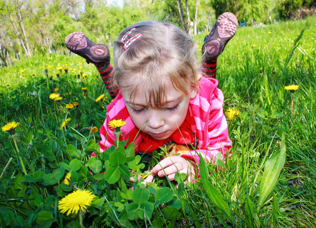 Как устроен одуванчик ? - Игорь 