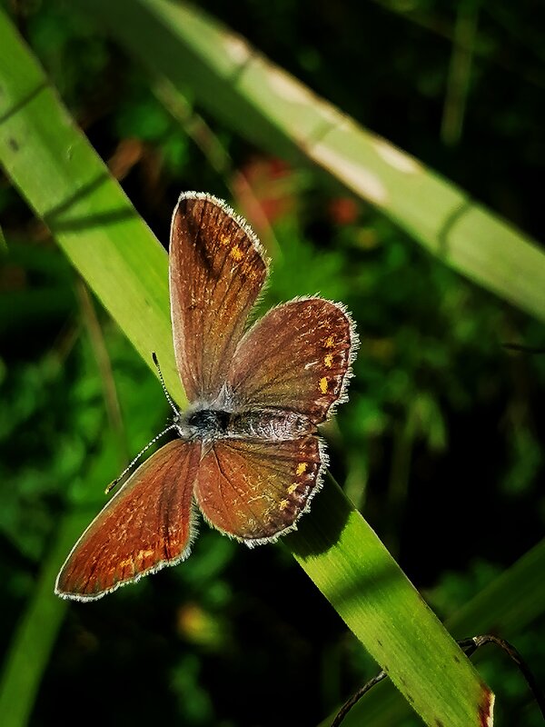 ** - Зоя Мишина