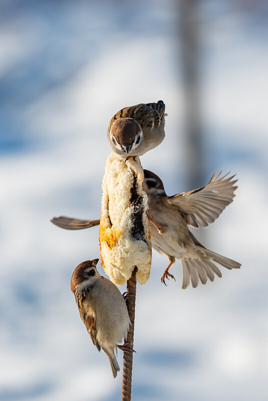 3 - Сергей Флетчер