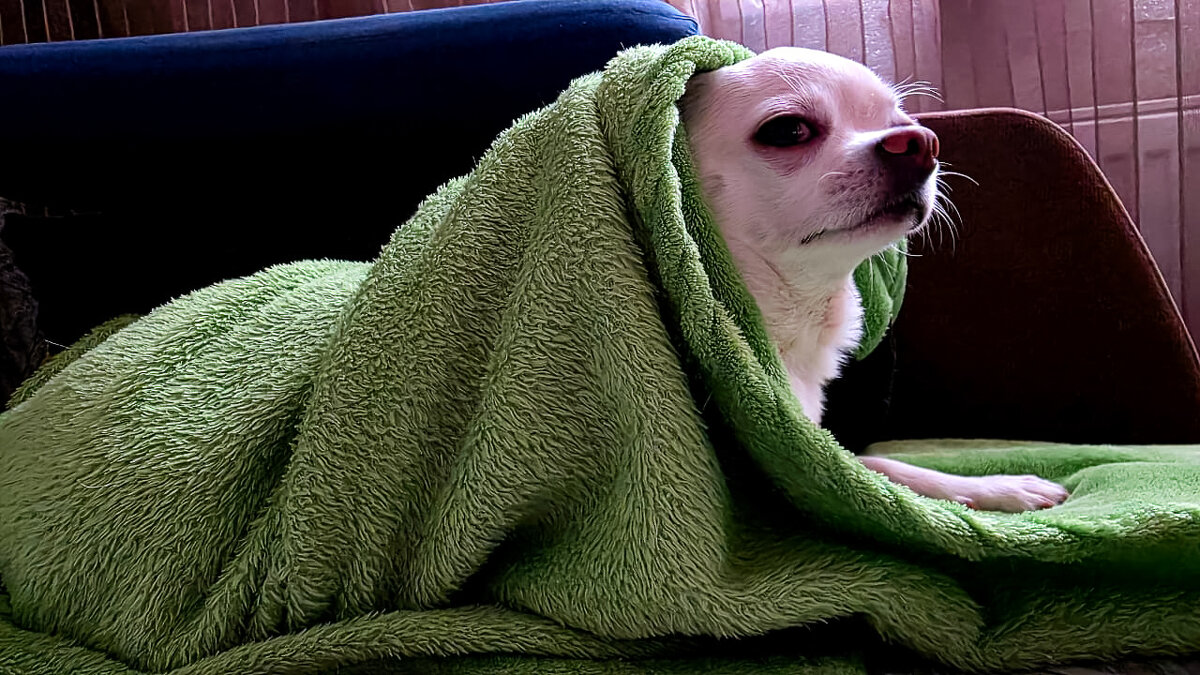 я есть твоё счастье - Ольга Косачова