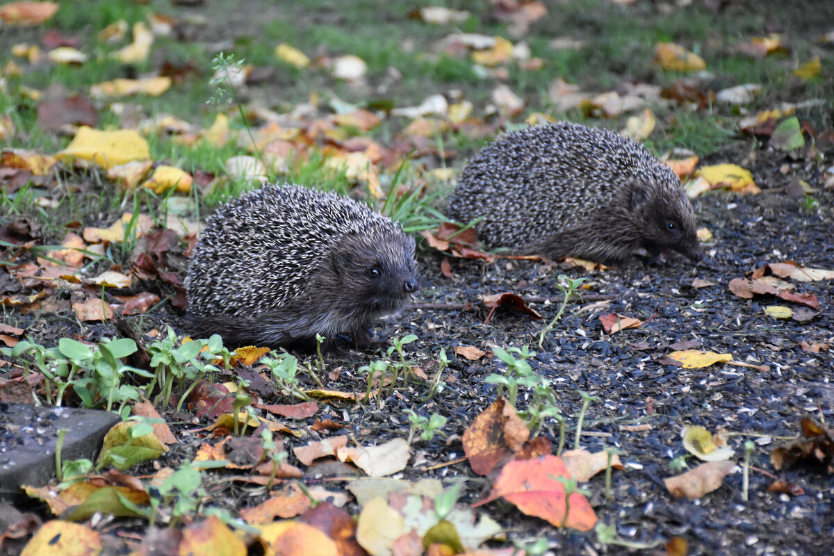Про ежиков... - Татьяна Глинская