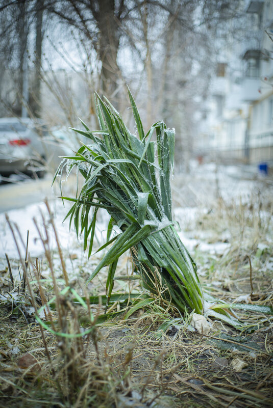 Зима - Тамара Федорова