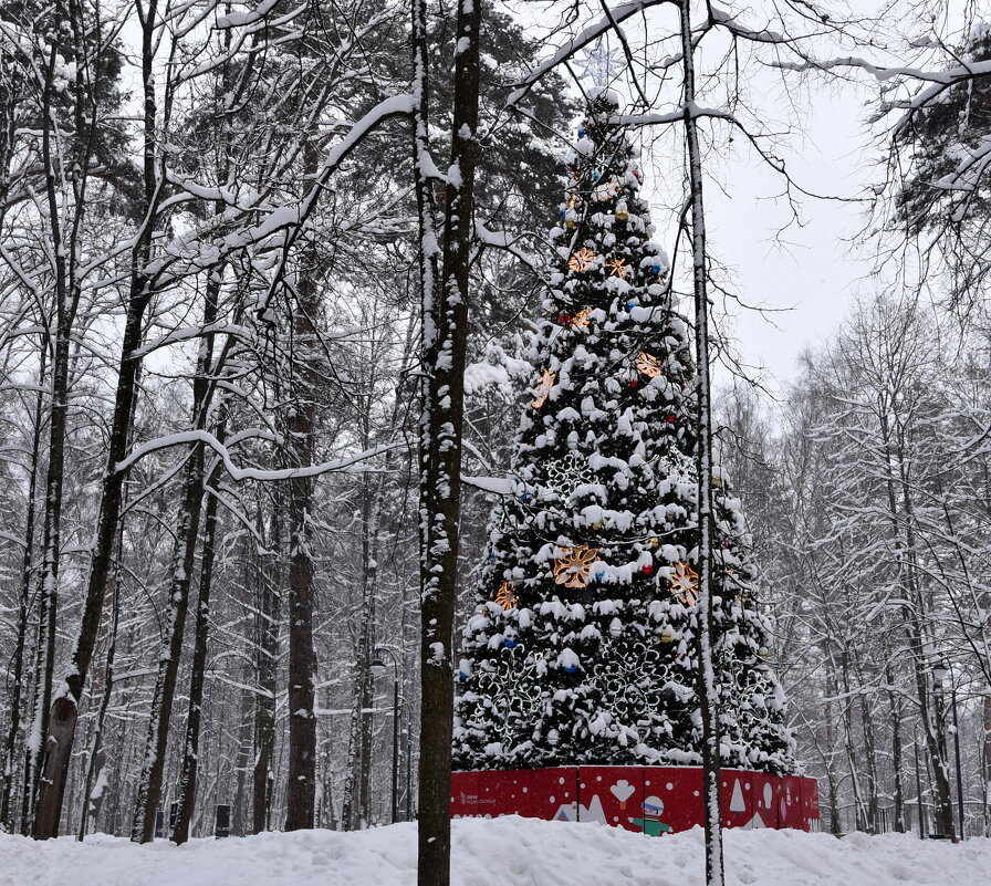 Вот и ёлка - Старый год! - tatiana Вот и ёлка - Старый год! - tatiana