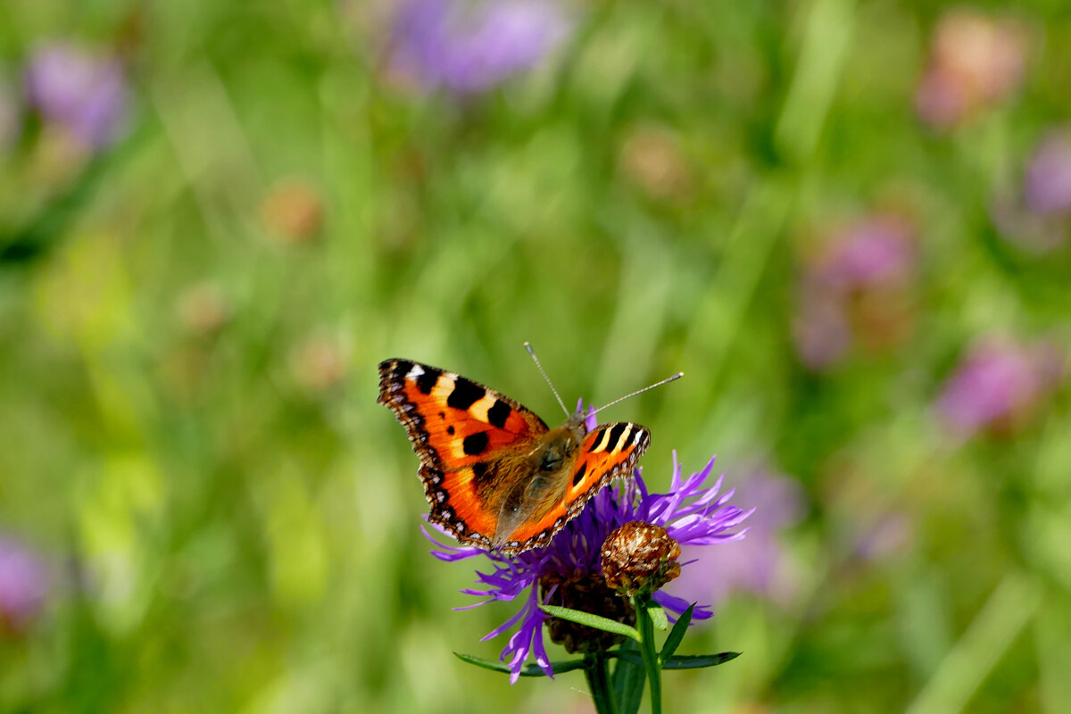 опять про бабочек...313 - Александр Прокудин