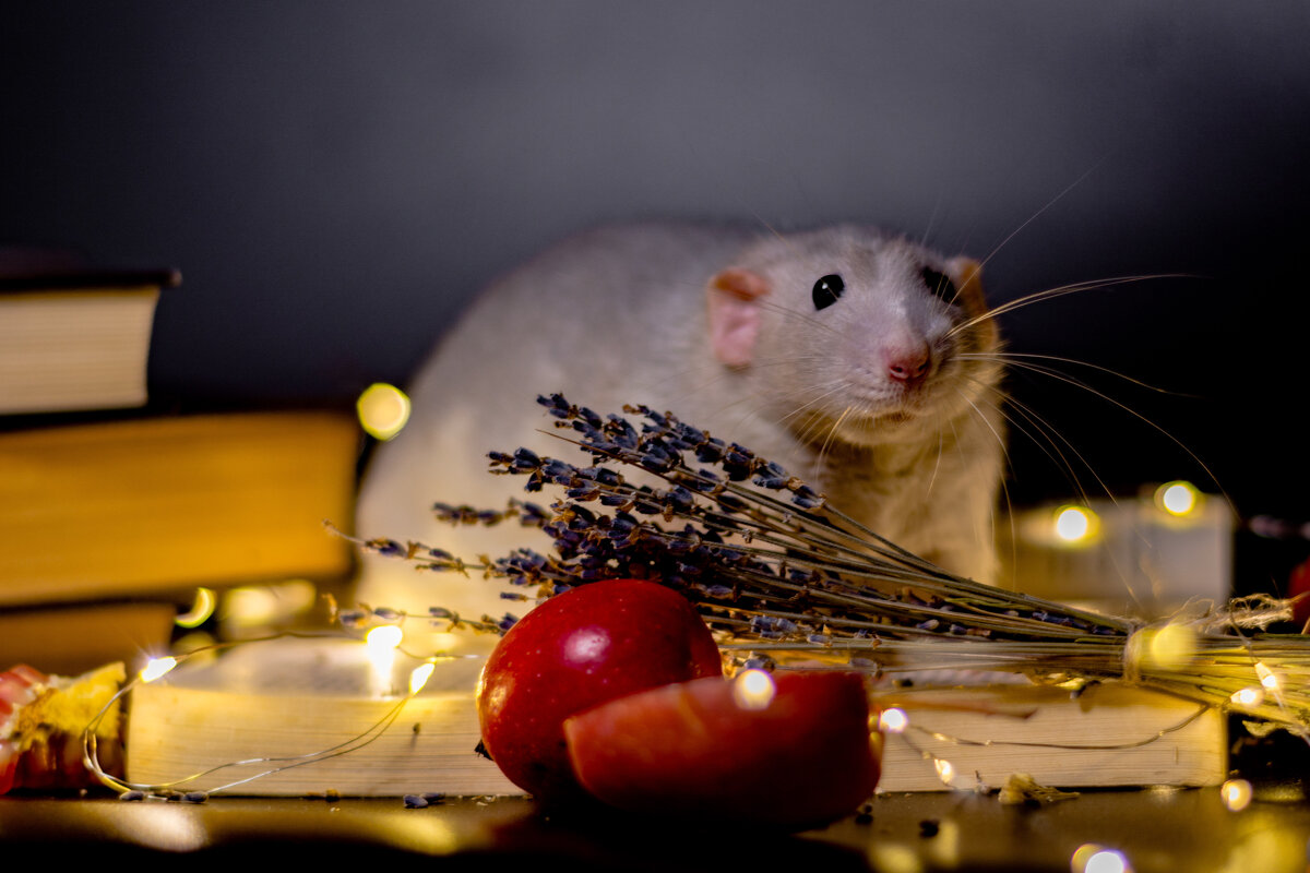 Финик - Александра В. Финик - Александра В.