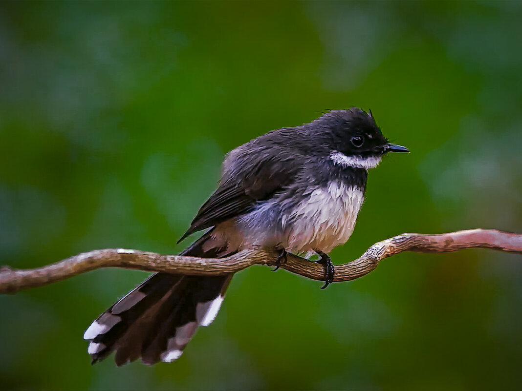 Чёрно-белая веерохвостка - Aleksey Afonin
