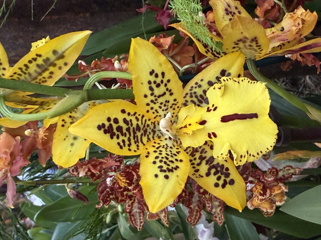 Орхидейки - Pippa 