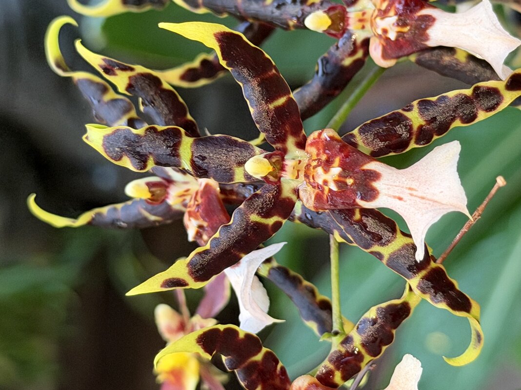 Орхидейки - Pippa 