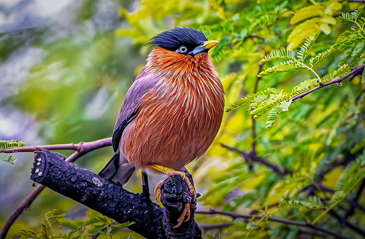 Браминский скворец - Aleksey Afonin