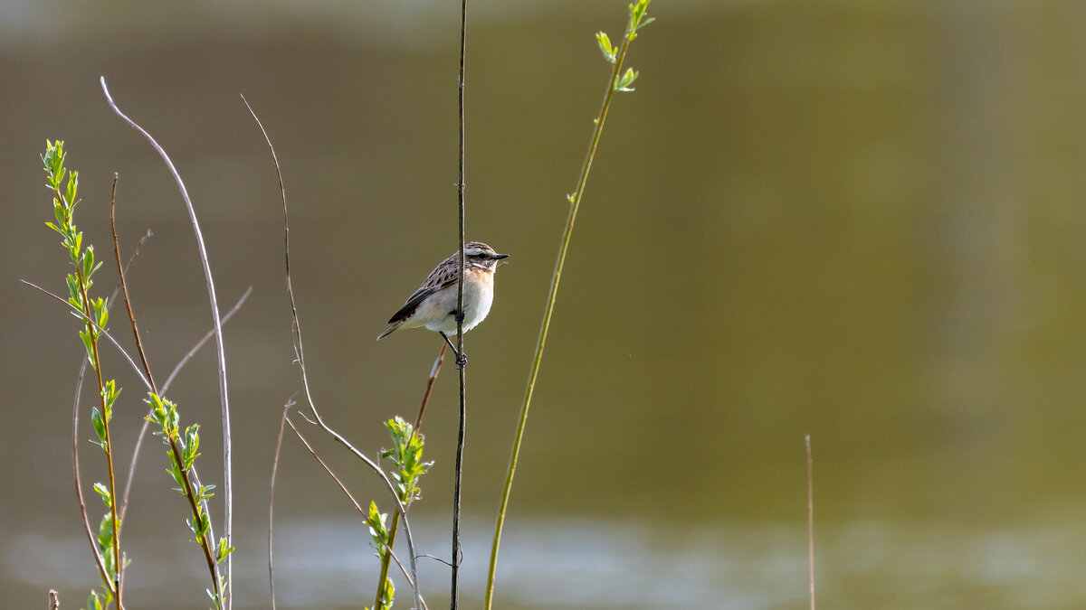 Луговой чекан - Владимир Лазарев