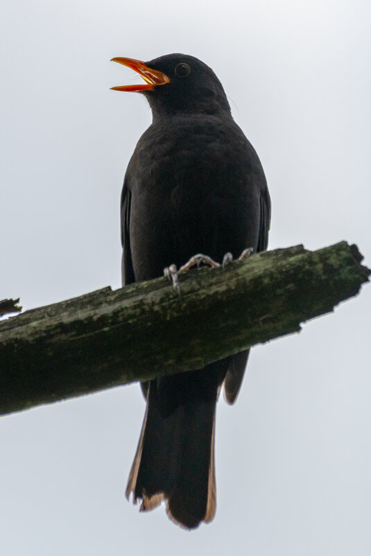 Черный дрозд - Владимир Лазарев