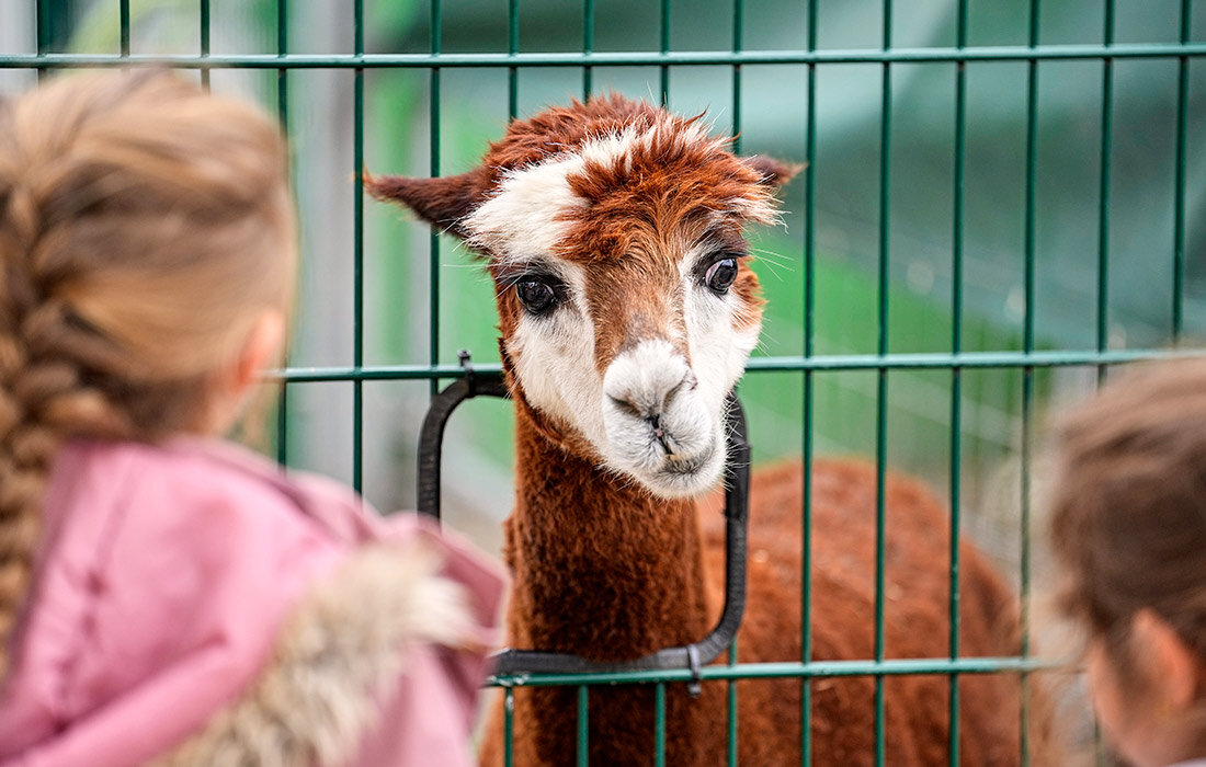 Фото репортаж из зоопарка -3 - irina Schwarzer 