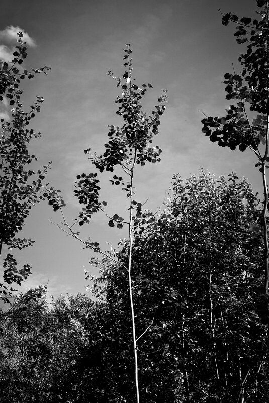 Фотография - Денис Безногов