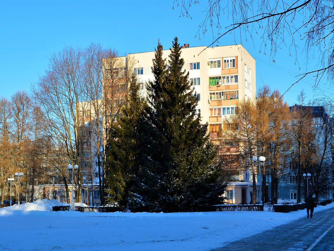 Чебоксары. Ели в сквере Защитников правопорядка зимой. - Пётр Чернега