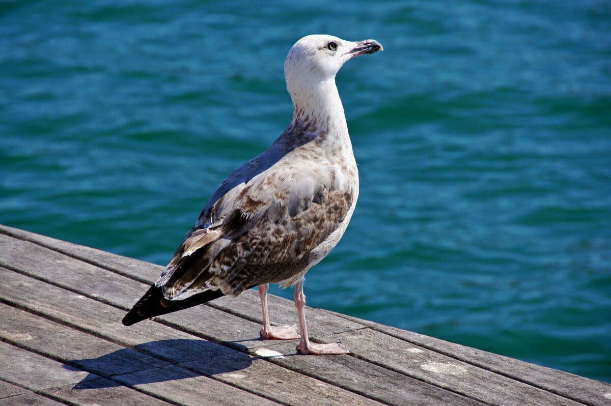 - - Алексей Исаков