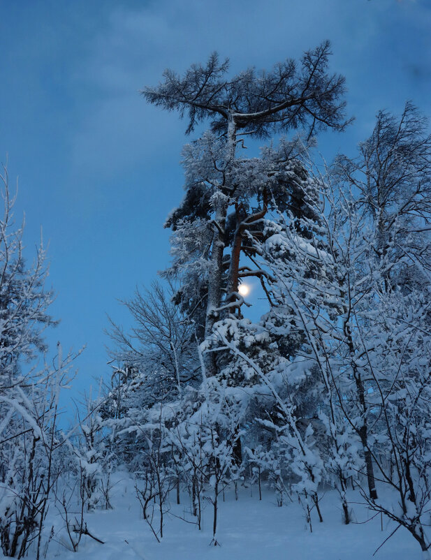 Лунная мелодия зимнего вечера - Галина Ильясова
