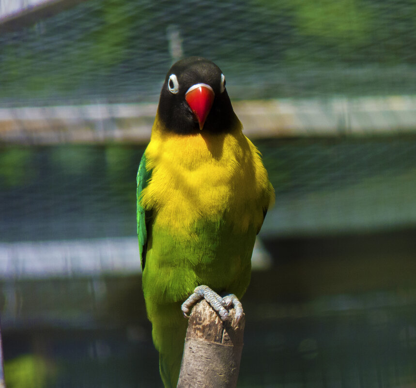 Попугай  неразлучник - Валентин Семчишин