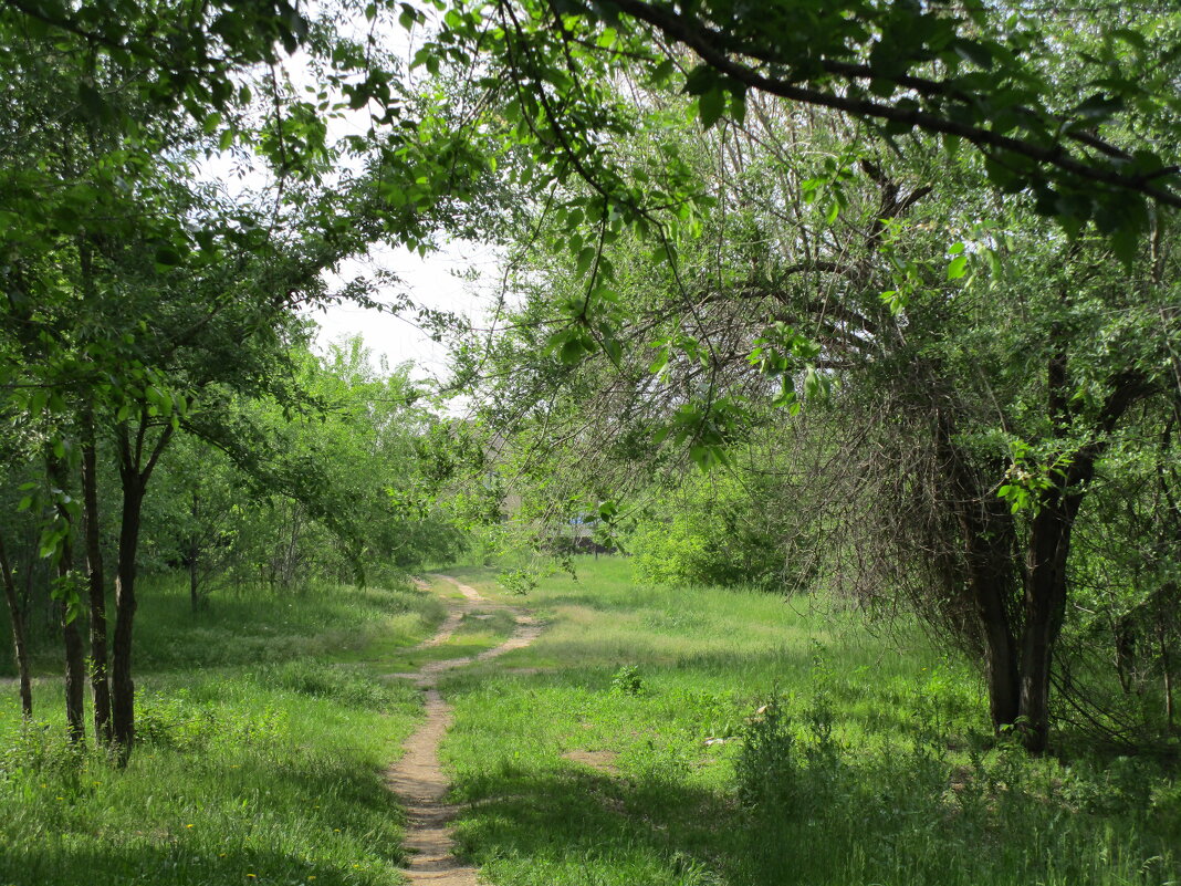 тропинки манят - Елена Шаламова