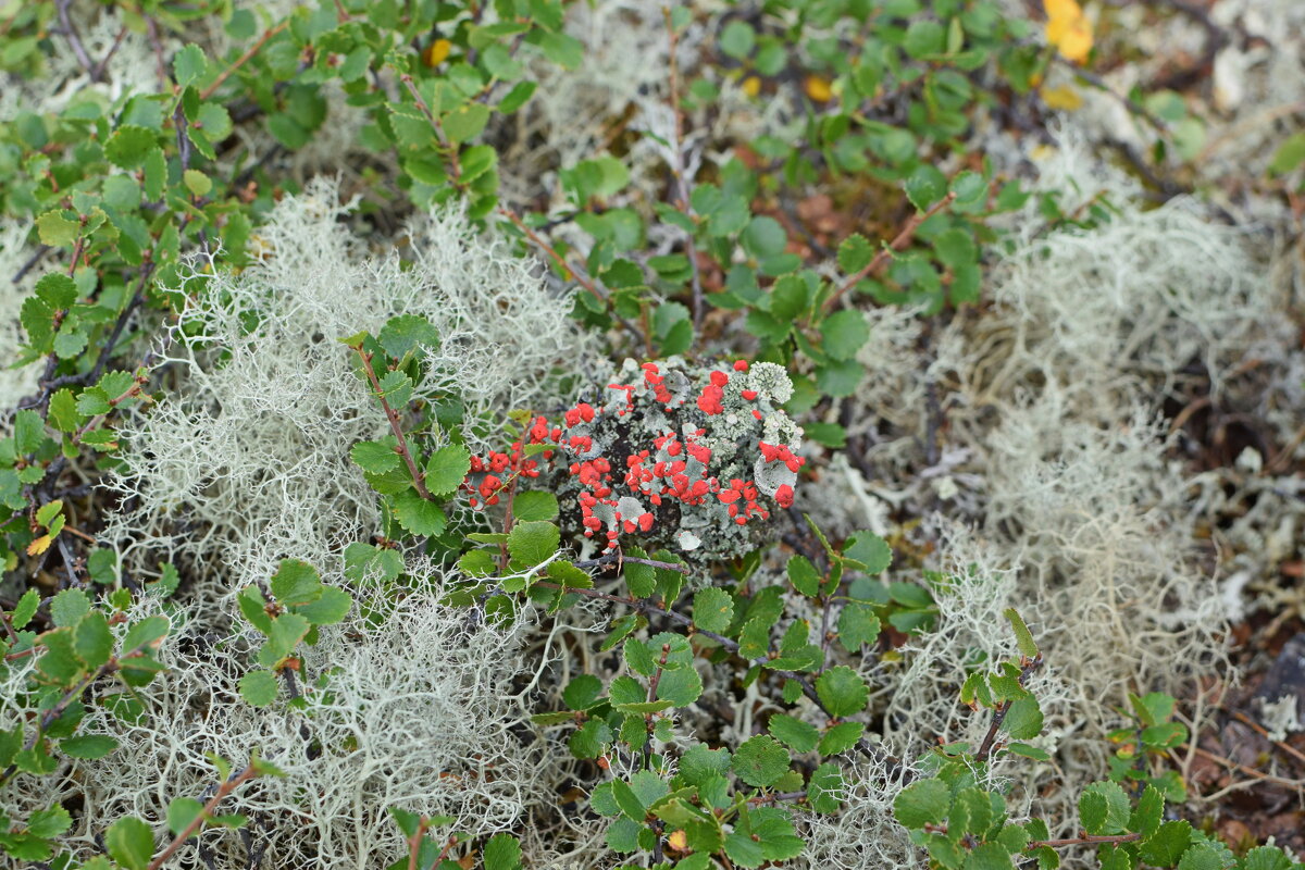 Мох цветёт. - ВикТор Быстров