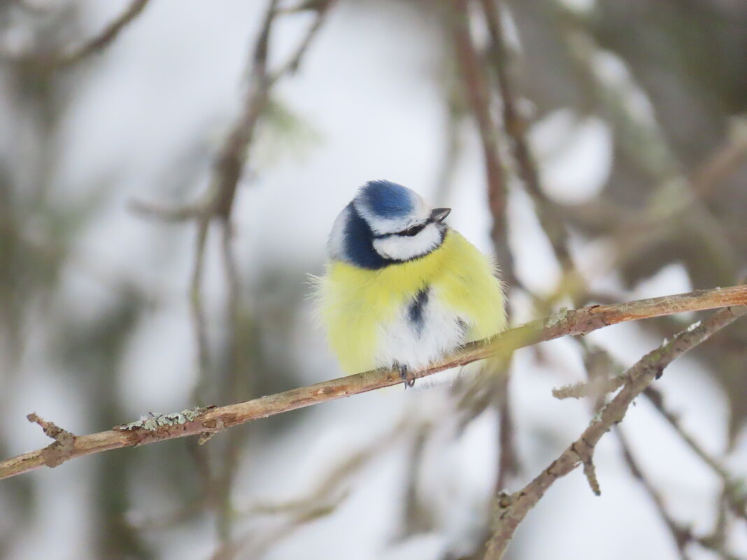 Малышка Лазоревка - Ольга Митрофанова