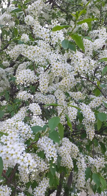 Новый год, и скоро  новая весна... - Галина Флора