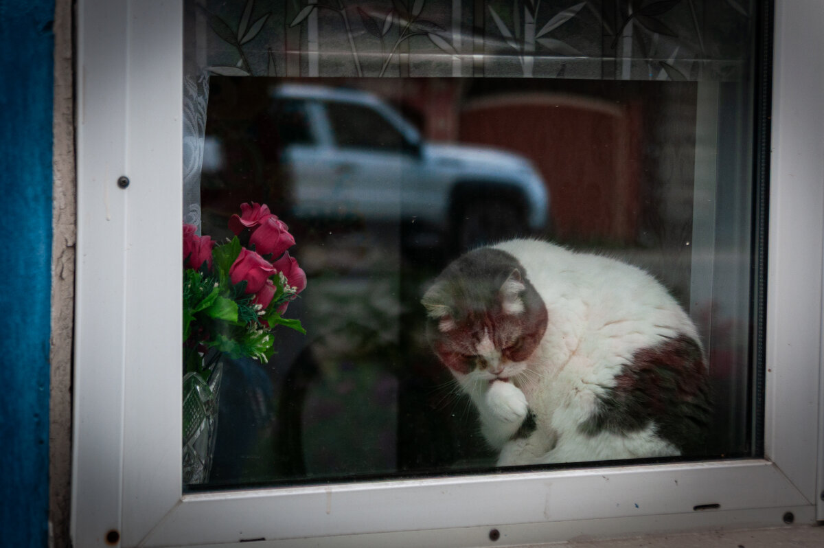 Томский котэ - Prinz Eugen 